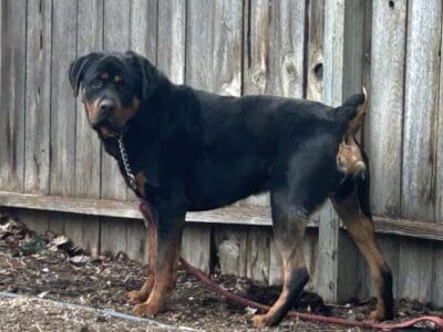 Beautiful male Rottweiler pup, needs rehoming and