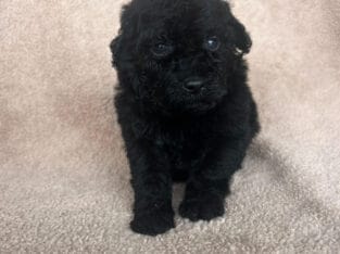 Black and chocolate mini poodles AKC