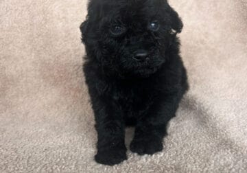 Black and chocolate mini poodles AKC