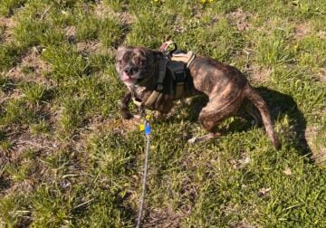 Delta – Pitbull