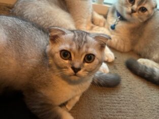 Scottish Fold & Straight Kittens (GREEN EYES)