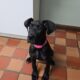 Great dane puppy for sale