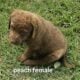 Chesapeake Bay Retriever puppies