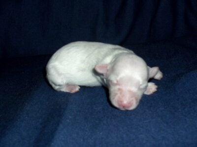 White MaltiPoo
