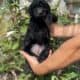 Beautiful goldendoodle puppies