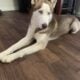 Free Husky to good loving home