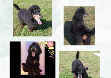 AKC Standard Poodle Male