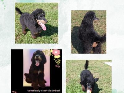 AKC Standard Poodle Male