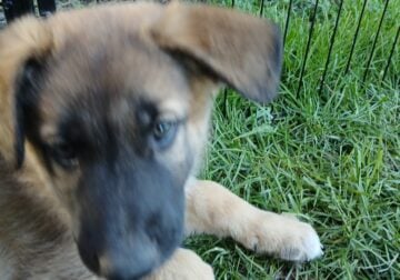 German Shepard puppies