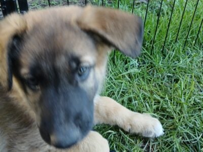 German Shepard puppies