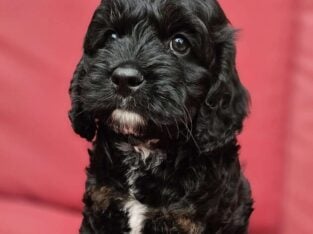 Mini Cockapoo