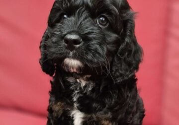 Mini Cockapoo