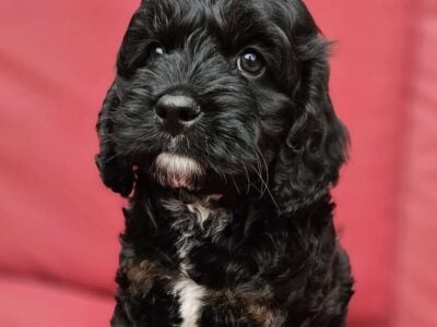 Mini Cockapoo