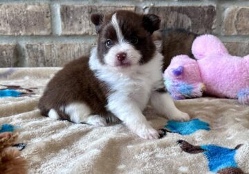 Pomeranian ( Chocolate Parti female)