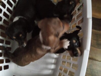Corgi mix puppies