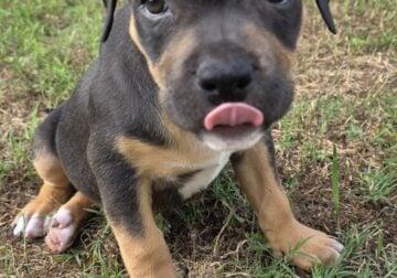 American Bully Puppies