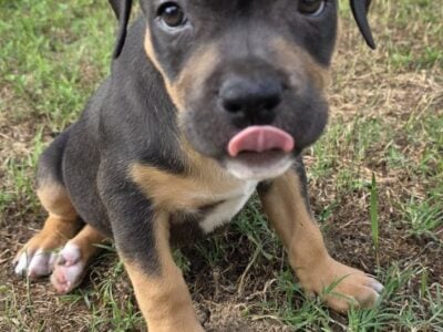 American Bully Puppies