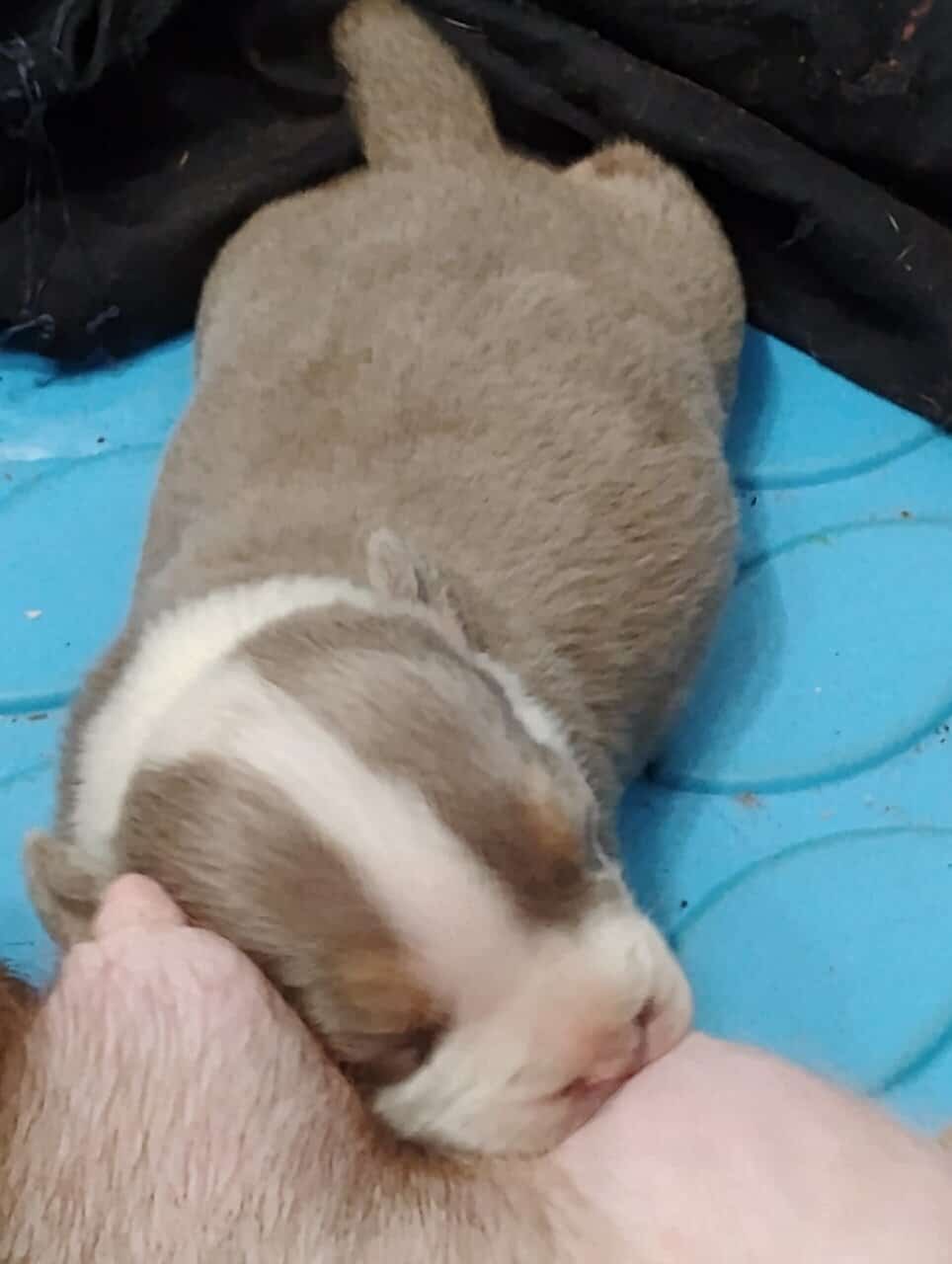 American bully Puppies image 4
