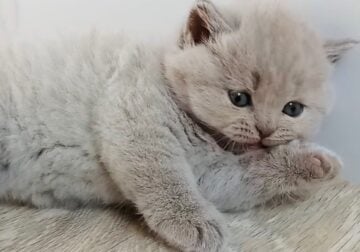 PURE BREED BRITISH SHORTHAIR KITTENS