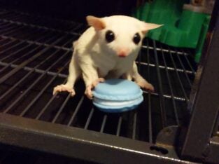 Sugar gliders