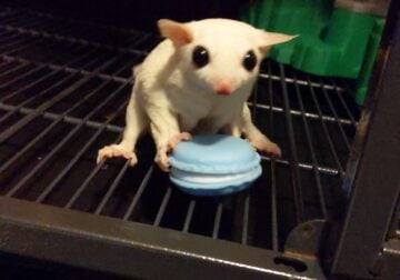 Sugar gliders