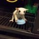 Sugar gliders