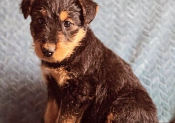 Airedale Terrier puppies