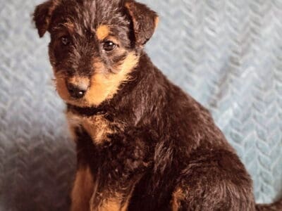 Airedale Terrier puppies