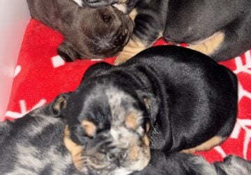 English Bull Dog Puppies