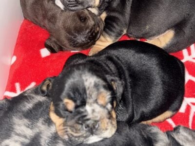 English Bull Dog Puppies
