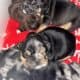 English Bull Dog Puppies