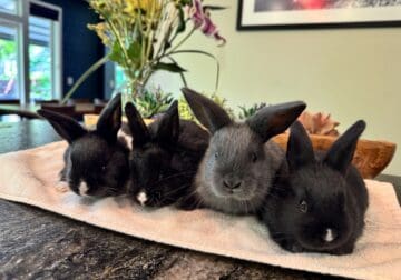Baby bunnies