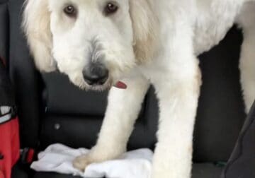 English Cream GOLDENDOODLE for rehoming.