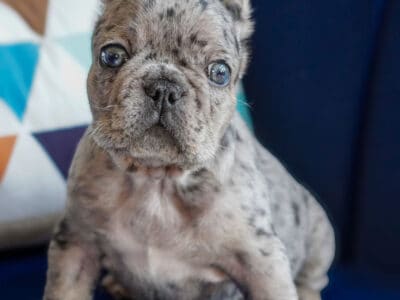 9 Week Old Merle French Bulldog Male