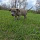 XL AMERICAN BULLIES