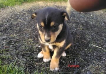 Rescued Mini Bernese mountain dog pup – in Ohio