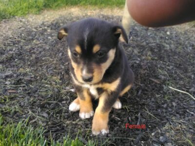 Rescued Mini Bernese mountain dog pup – in Ohio