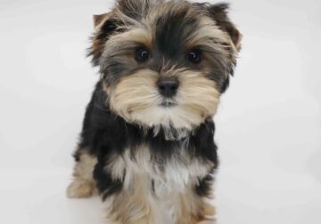 Yorkie boy Lilo