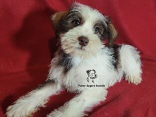 Miniature Schnauzer Boy Puppy