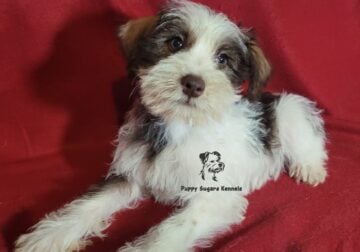 Miniature Schnauzer Boy Puppy