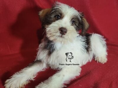 Miniature Schnauzer Boy Puppy