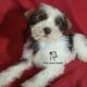 Miniature Schnauzer Boy Puppy