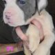 Olde English Bulldogge Puppies