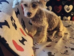 Chinese crested Boyz