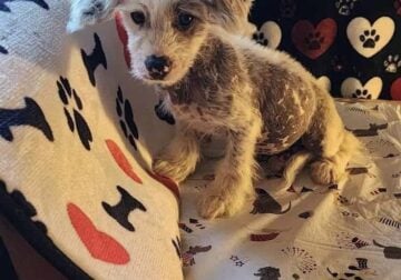 Chinese crested Boyz