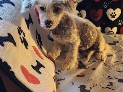 Chinese crested Boyz