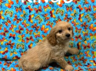 Ringo Male Cavapoo Puppy