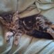 Free orphaned kitties