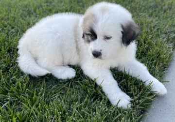 Great Pyrenees mix with Saint Bernard puppies