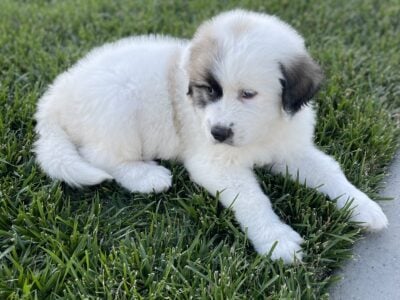 Great Pyrenees mix with Saint Bernard puppies